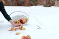 Woman hand picks up ripe juicy apples