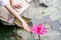 Woman hand with Pink water lily flower, pink Nymphaea lotus, on green leaf in water background Royalty Free Stock Photo