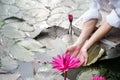 Woman hand with Pink water lily flower, pink Nymphaea lotus, on green leaf in water background Royalty Free Stock Photo