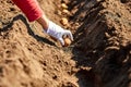 Woman hand planting potato tubers into the ground