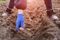 Woman hand planting potato tubers into soil in early spring. Seasonal work, planting organic vegetables