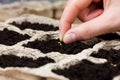 Woman hand planting seed in the ground or soil. spring sowing. Royalty Free Stock Photo