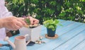 Woman hand is planting small houseplant in white plastic flower pot on blue wooden table in home gardening area Royalty Free Stock Photo