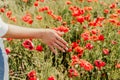 Woman hand poppies field. Close up of woman hand touching poppy flower in a field. Royalty Free Stock Photo