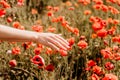 Woman hand poppies field. Close up of woman hand touching poppy flower in a field. Royalty Free Stock Photo