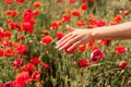 Woman hand poppies field. Close up of woman hand touching poppy flower in a field. Royalty Free Stock Photo