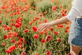 Woman hand poppies field. Close up of woman hand touching poppy flower in a field. Royalty Free Stock Photo