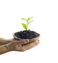 Woman hand protect young tree on soil in wooden bowl on isolated Royalty Free Stock Photo