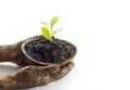 Woman hand protect young tree on soil in wooden bowl on white background Royalty Free Stock Photo