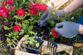 Woman hand in protective gloves is fertilizing bushes of red roses in the rockery, worker cares about flowers in the flower garden Royalty Free Stock Photo