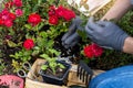 Woman hand in protective gloves is fertilizing bushes of roses in the rockery, worker cares about flowers in the flower garden Royalty Free Stock Photo