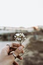 Woman hand with rings catching wild white flowers at sunset in spring