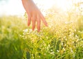 Woman hand running through meadow field