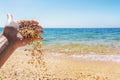 Woman hand scatter Seashells sand on the background of sea