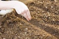 Woman hand sowing seed Royalty Free Stock Photo