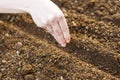 Woman hand sowing seed Royalty Free Stock Photo