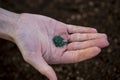 Woman hand sowing seed Royalty Free Stock Photo