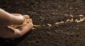 Woman hand sowing wheat seed