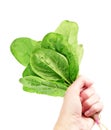 Woman hand with spinach