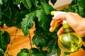 Woman hand spraying water on houseplant Royalty Free Stock Photo