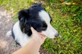 Woman hand stroking puppy dog border collie in summer garden or city park outdoor. Close up dog portrait. Owner playing