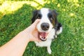 Woman hand stroking puppy dog border collie in summer garden or city park outdoor. Close up dog portrait. Owner playing with dog