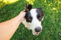 Woman hand stroking puppy dog border collie in summer garden or city park outdoor. Close up dog portrait. Owner playing