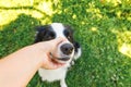 Woman hand stroking puppy dog border collie in summer garden or city park outdoor. Close up dog portrait. Owner playing with dog