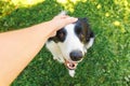 Woman hand stroking puppy dog border collie in summer garden or city park outdoor. Close up dog portrait. Owner playing with dog