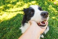 Woman hand stroking puppy dog border collie in summer garden or city park outdoor. Close up dog portrait. Owner playing with dog
