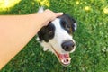 Woman hand stroking puppy dog border collie in summer garden or city park outdoor. Close up dog portrait. Owner playing with dog