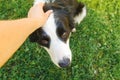 Woman hand stroking puppy dog border collie in summer garden or city park outdoor. Close up dog portrait. Owner playing with dog