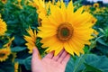 Woman hand take photo at sunflower field Royalty Free Stock Photo