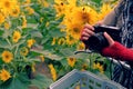 Woman hand take photo at sunflower field Royalty Free Stock Photo