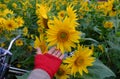 Woman hand take photo at sunflower field Royalty Free Stock Photo