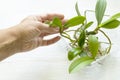 Woman hand take young orchid plants from plastic tray for planting. Home gardening