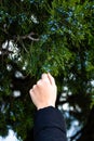 Woman hand taking juniper berries from the tree branch, close up isolated Royalty Free Stock Photo