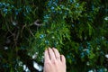 Woman hand taking juniper berries from the tree branch, close up isolated Royalty Free Stock Photo