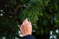 Woman hand taking juniper berries from the tree branch, close up isolated Royalty Free Stock Photo