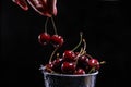 Woman hand taking red sweet cherries from a metal bucket on black background. Summer taste. Fresh berries