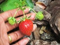 Woman hand taking strawberry from the plant. stock photo