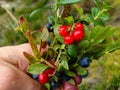 Woman hand with tasty blueberries and Cowberry, lingonberry, cranberry, bilberry, bilberry, cranberries, whortleberry