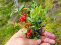 Woman hand with tasty blueberries and Cowberry, lingonberry, cranberry, bilberry, bilberry, cranberries, whortleberry .