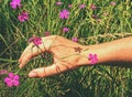 Woman hand touch to wild carnation flower on meadow