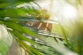 Woman hand touches and enjoy green palm leaves lit by the sun.