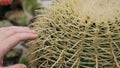 Woman hand touches a large cactus. The plant stabs a woman