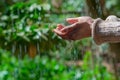 Woman hand touches water rain droplets fresh green background