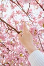 woman hand touching blooming sakura tree