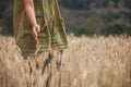 Woman hand touching the ears of wheat in the barley field Royalty Free Stock Photo