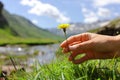 Woman hand touching a flower in the mountain Royalty Free Stock Photo